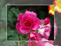 「バラ・薔薇」の壁紙ダウンロード | Go to the download page of Rose