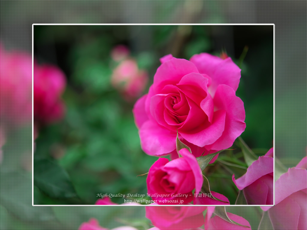バラ・薔薇の壁紙/Wallpaper ofバラ・薔薇 | Rose-11 (1024×768)