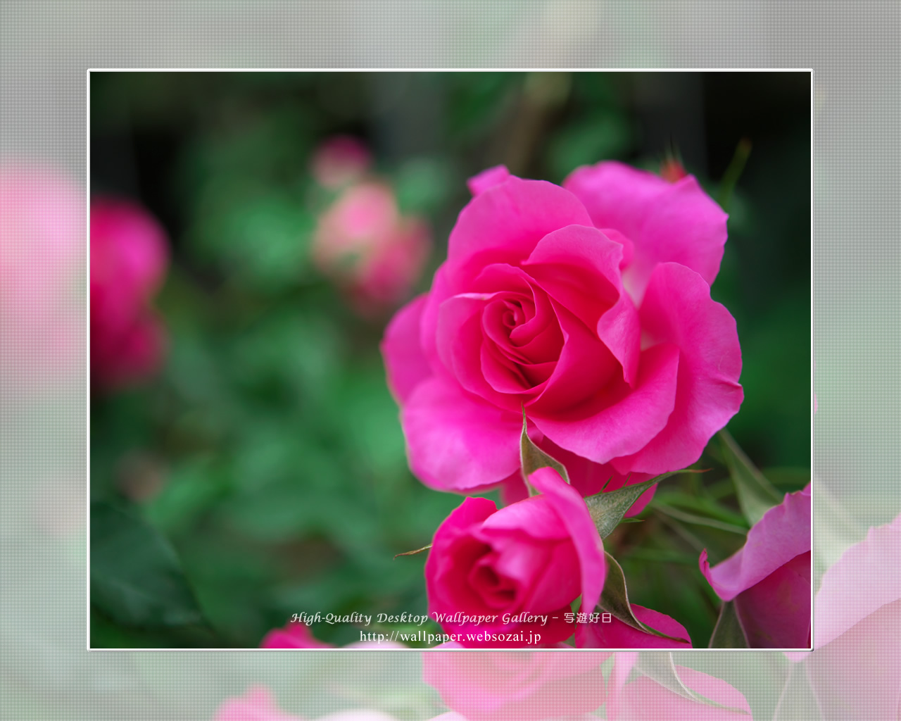 バラ・薔薇の壁紙/Wallpaper ofバラ・薔薇 | Rose-11 (1280×1024)