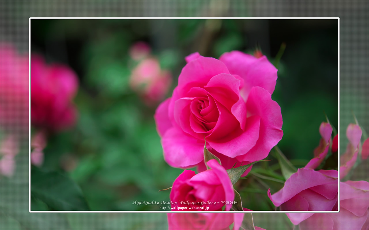 バラ・薔薇の壁紙／Wallpaper ofバラ・薔薇 | Rose-11 (1280×800)
