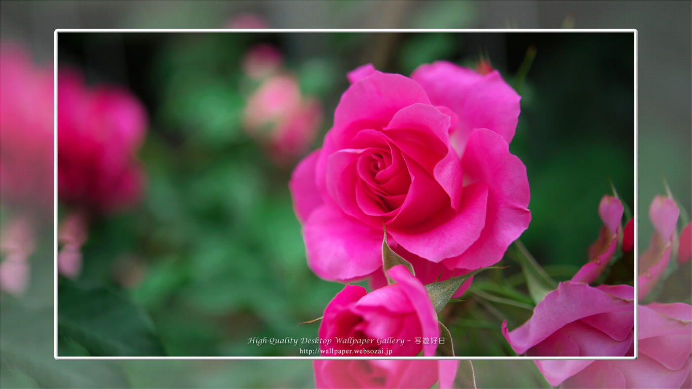バラ・薔薇の壁紙/Wallpaper ofバラ・薔薇 | Rose-11 (1366×768)