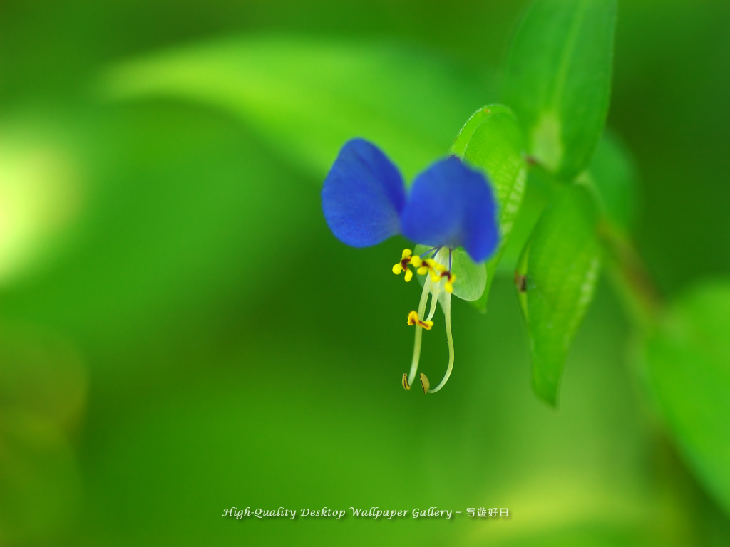 「露草」の壁紙／Wallpaper of Asiatic Dayflower on a vacant lot (1024×768)