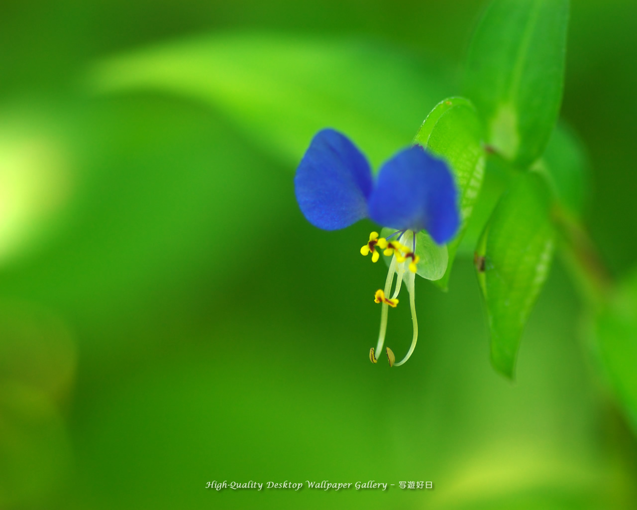 露草の壁紙／Wallpaper of Asiatic Dayflower on a vacant lot (1280×1024)