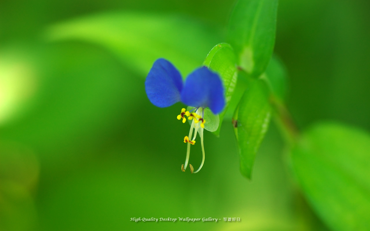 露草の壁紙／Wallpaper of Asiatic Dayflower on a vacant lot (1280×800)