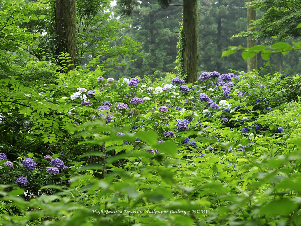 「紫陽花・アジサイ」の壁紙/Wallpaper of Hydrangea (1024×768)