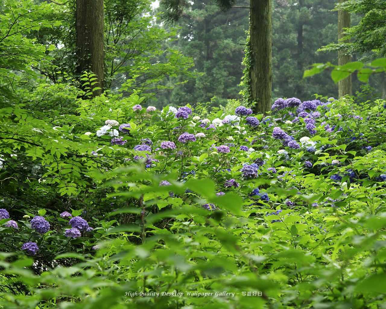 紫陽花・アジサイの壁紙/Wallpaper of Hydrangea (1280×1024)