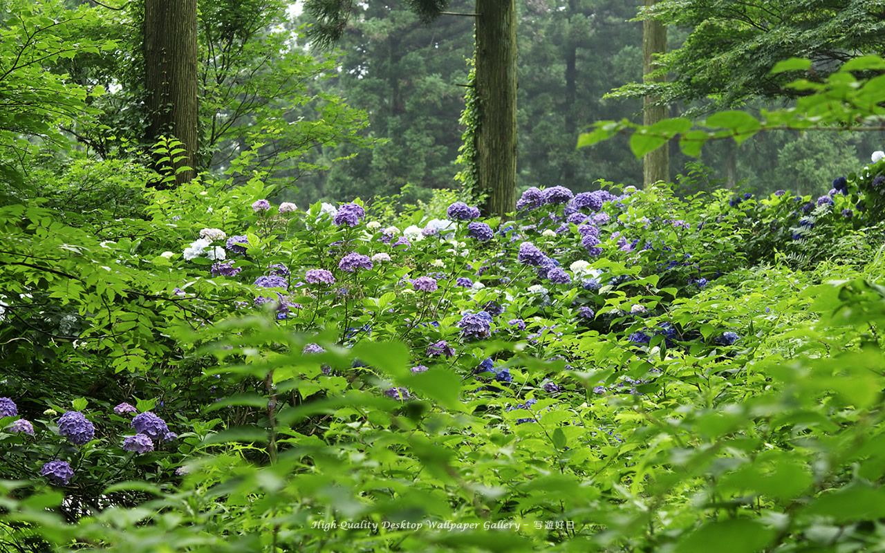 紫陽花・アジサイの壁紙/Wallpaper of Hydrangea (1280×800)
