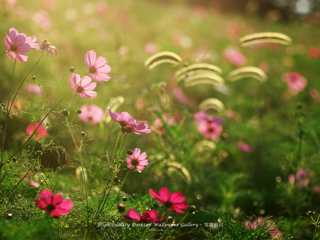 「朝暘の秋桜」の壁紙/Wallpaper of Cosmos (1024×768)