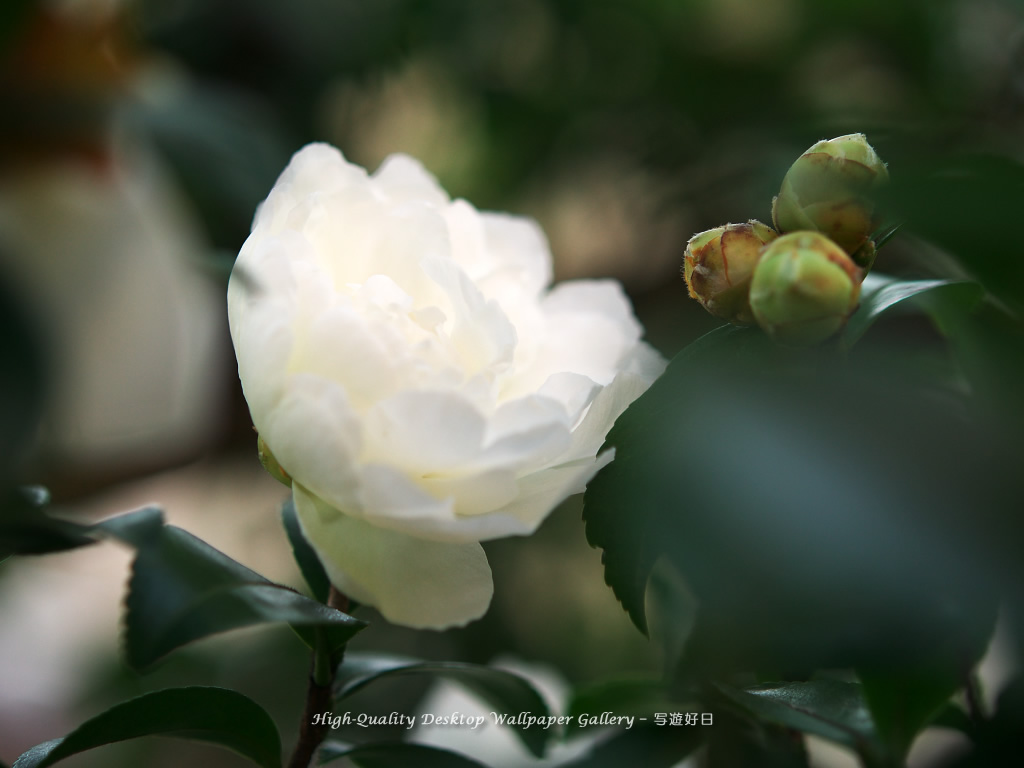 「山茶花・サザンカ」の壁紙/Wallpaper of Sasanqua (1024×768)