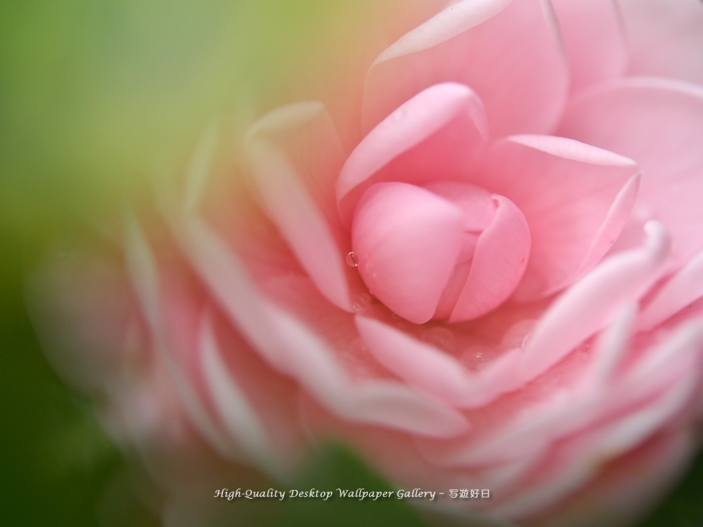 「乙女椿・オトメツバキ」の壁紙/Wallpaper of Camellia (1024×768)