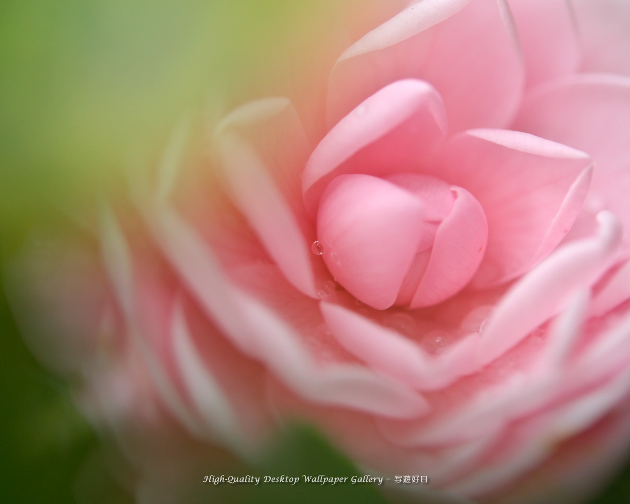 乙女椿・オトメツバキの壁紙／Wallpaper of Camellia (1280×1024)