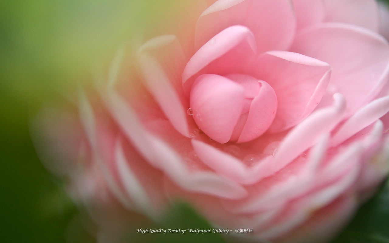 乙女椿・オトメツバキの壁紙/Wallpaper of Camellia (1280×800)