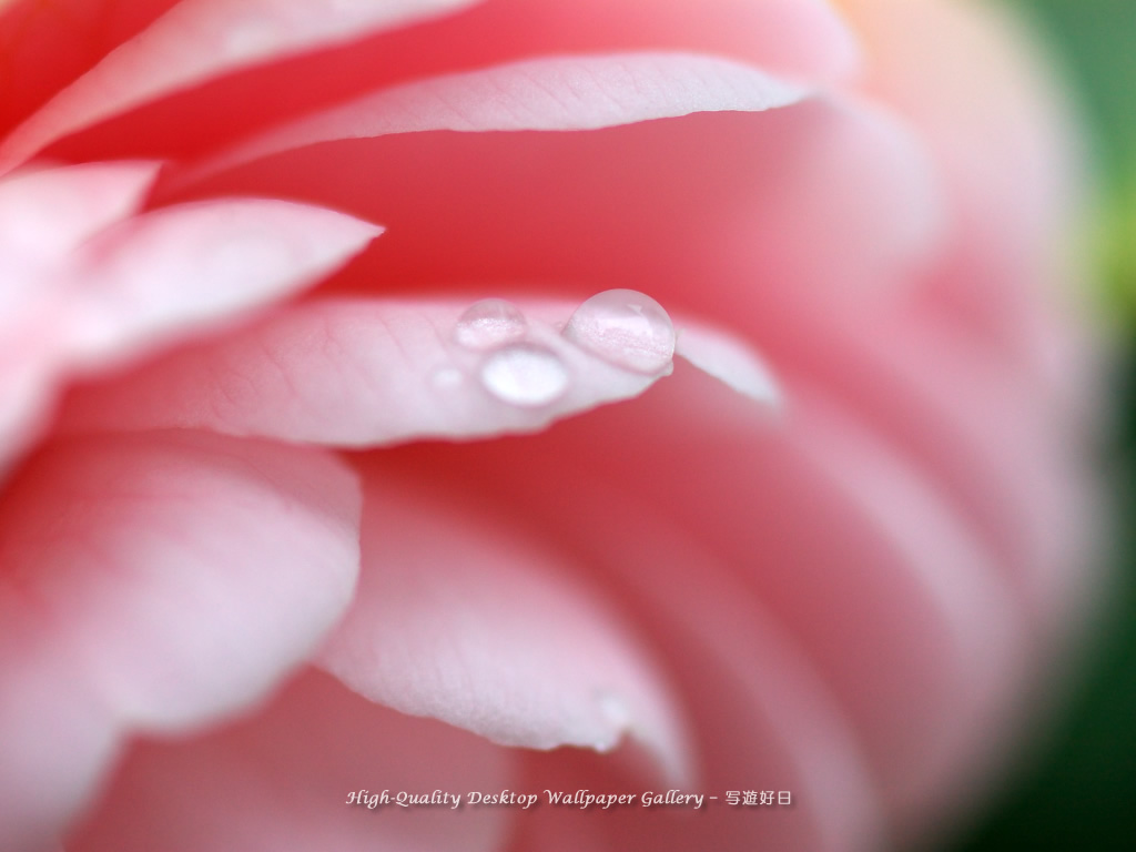 「乙女椿・オトメツバキ」の壁紙/Wallpaper of Camellia (1024×768)