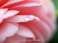 「乙女椿」の壁紙(11)ダウンロード | Go to the download page of Camellia