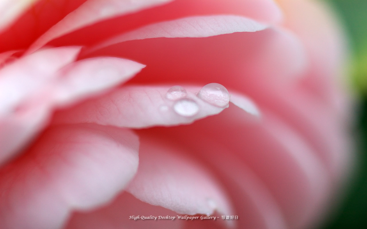 乙女椿・オトメツバキの壁紙/Wallpaper of Camellia (1280×800)