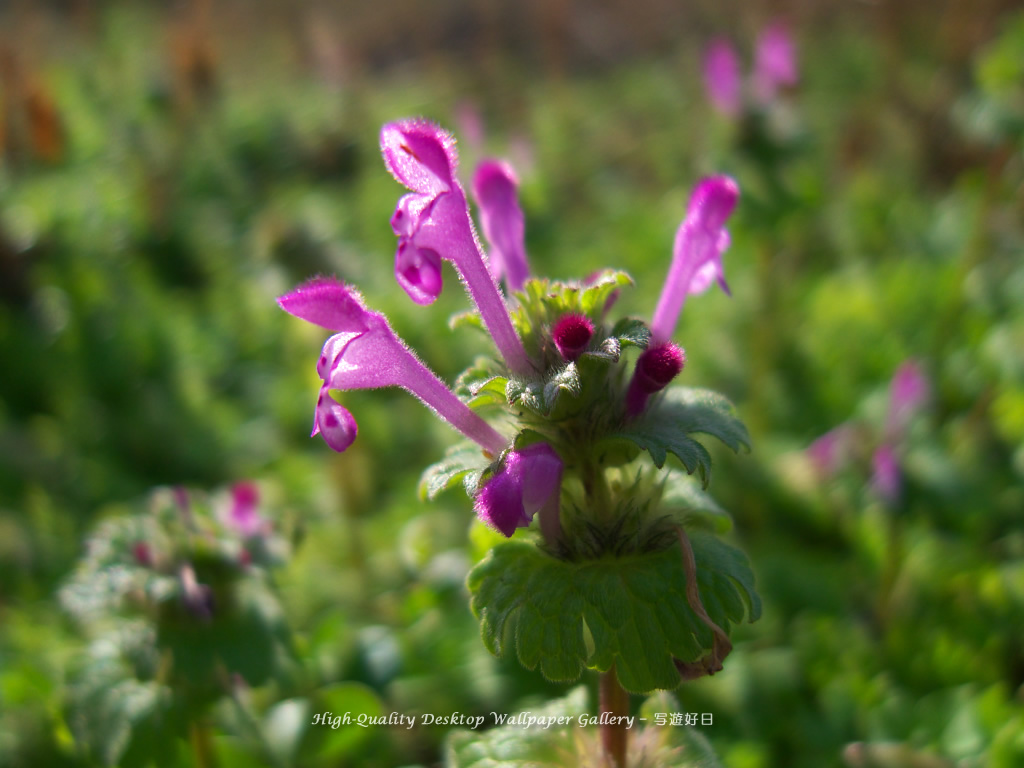 「ホトケノザ」の壁紙／Wallpaper of Henbit (1024×768)