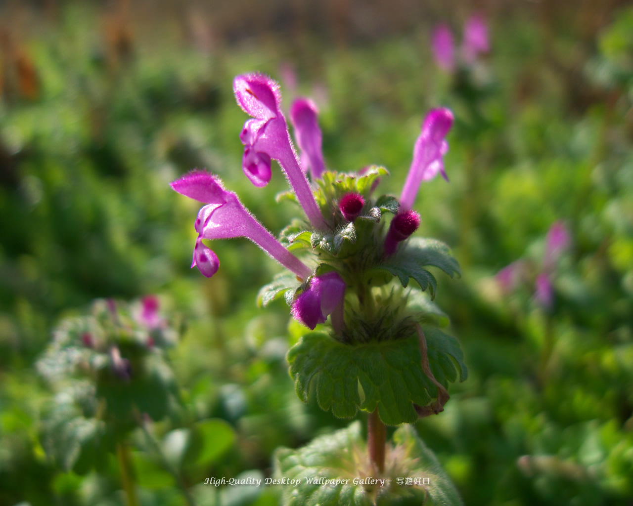 ホトケノザの壁紙／Wallpaper of Henbit (1280×1024)