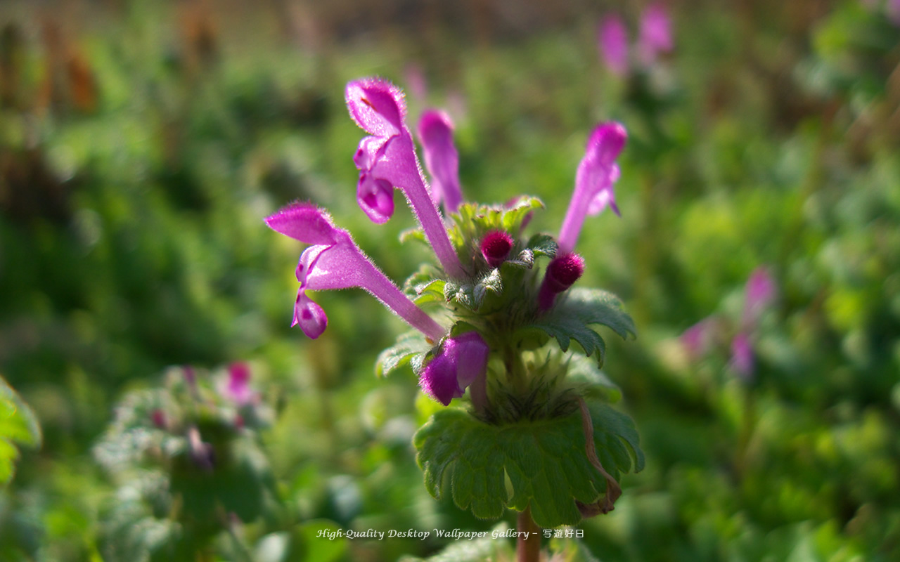 ホトケノザの壁紙／Wallpaper of Henbit (1280×800)