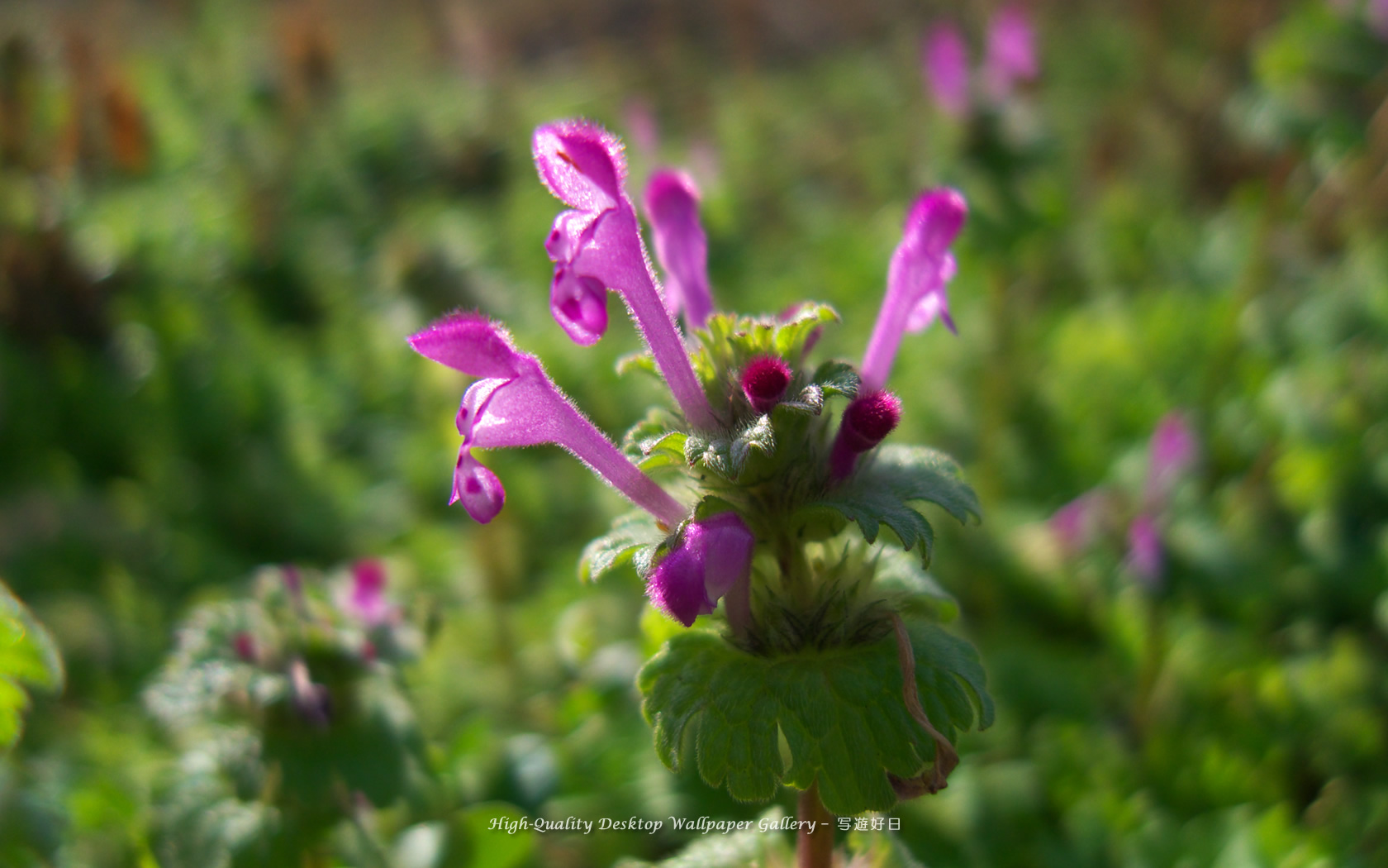 ホトケノザの壁紙／Wallpaper of Henbit (1680×1050)