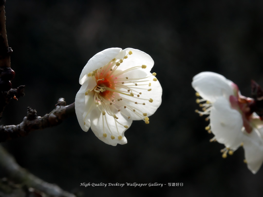 「白梅」の壁紙／Wallpaper of Japanese Apricot (1024×768)