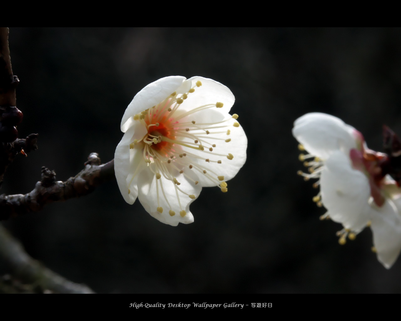 白梅の壁紙／Wallpaper of Japanese Apricot (1280×1024)