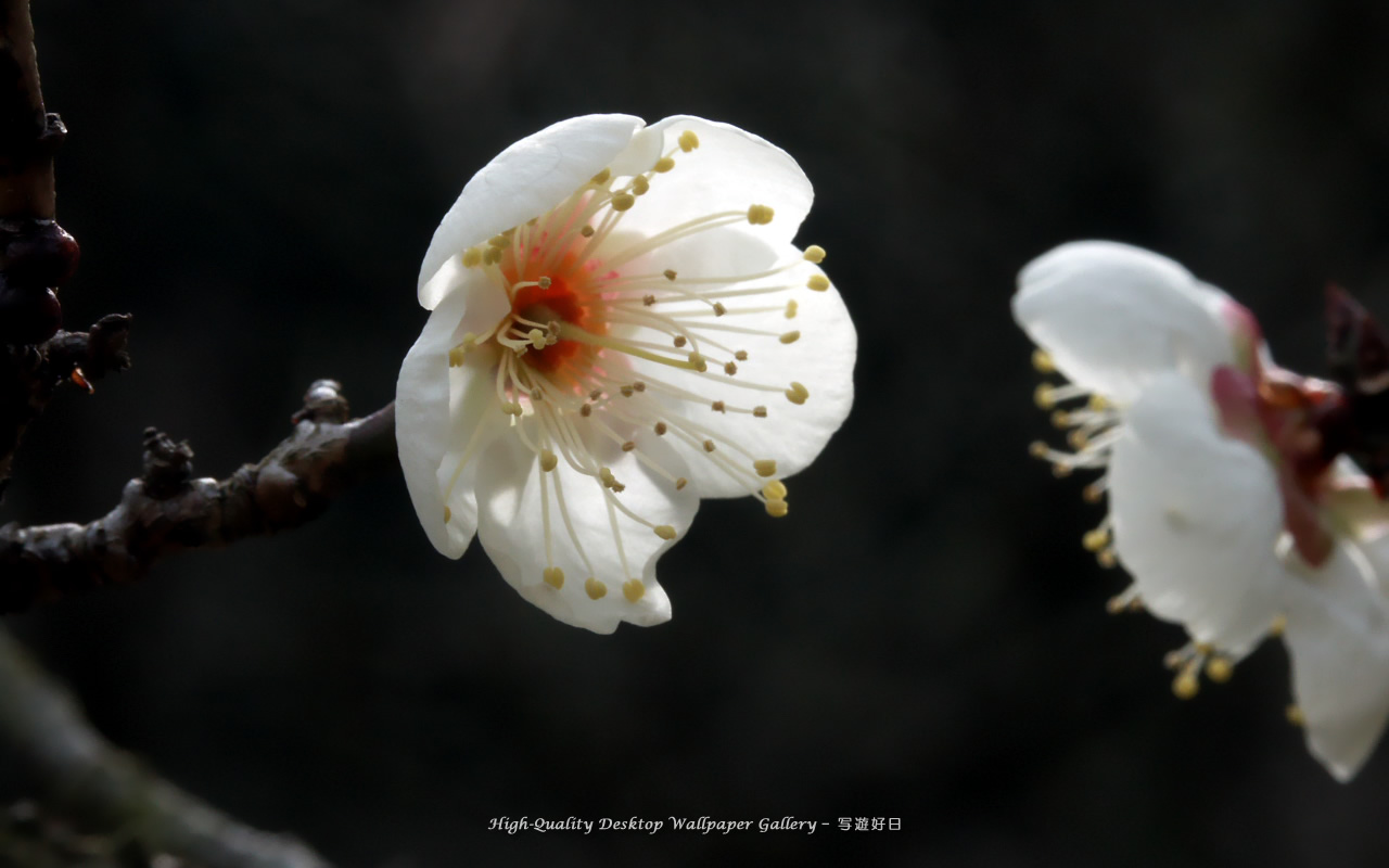 白梅の壁紙／Wallpaper of Japanese Apricot (1280×800)