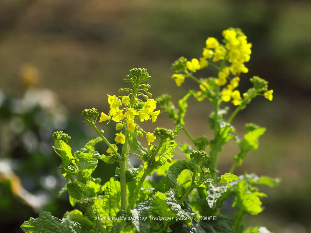 「菜の花」の壁紙／Wallpaper of Field Mustard (1024×768)