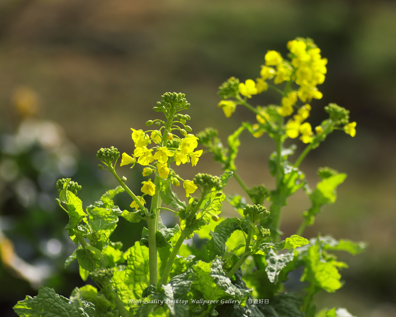 菜の花の壁紙／Wallpaper of Field Mustard (1280×1024)