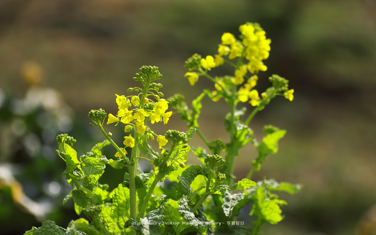 菜の花の壁紙／Wallpaper of Field Mustard (1280×800)