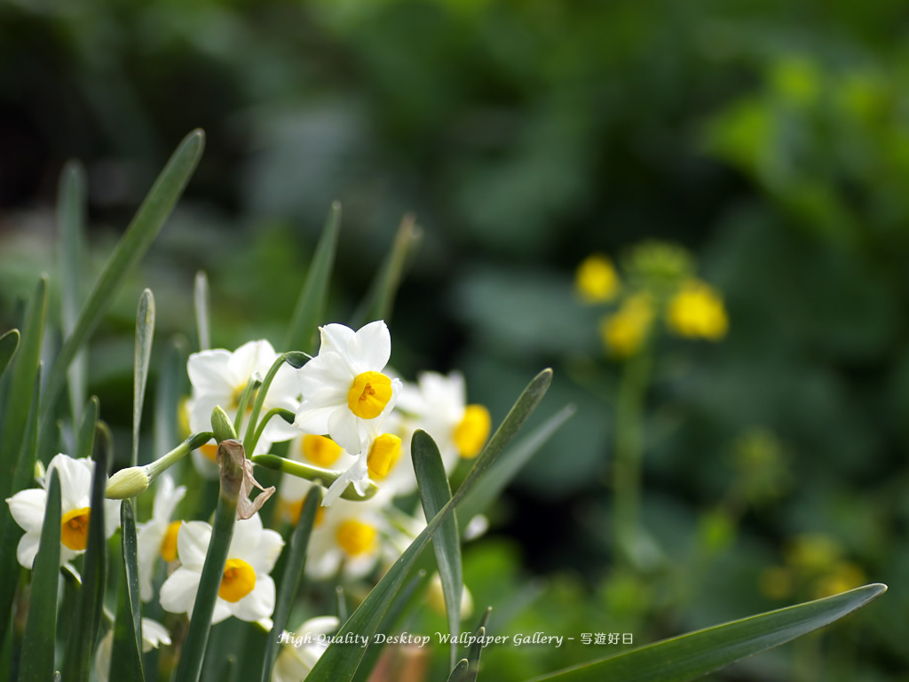 「水仙・スイセン」の壁紙/Wallpaper of Daffodil (1024×768)