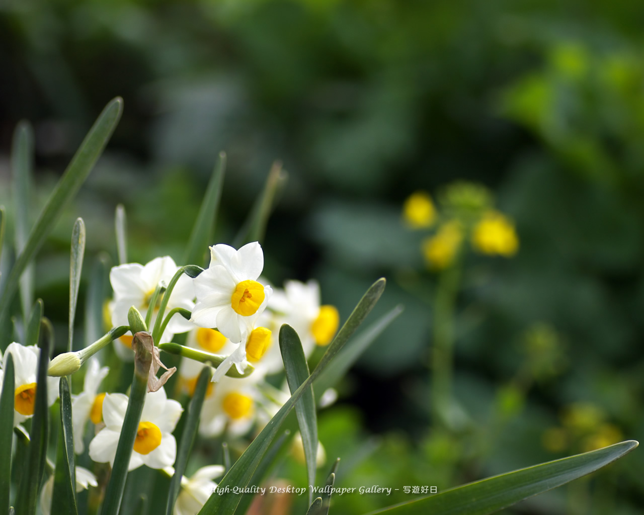 水仙・スイセンの壁紙/Wallpaper of Daffodil (1280×1024)