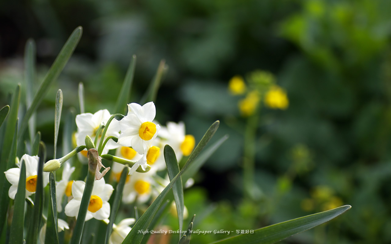 水仙・スイセンの壁紙／Wallpaper of Daffodil (1280×800)