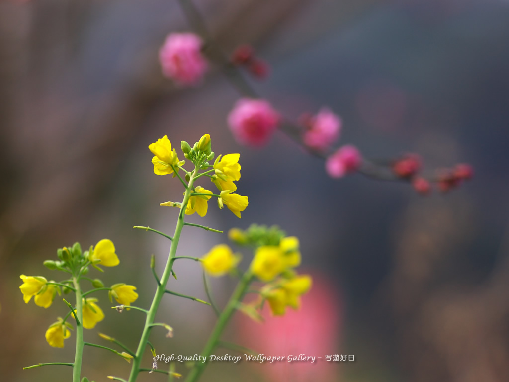 「菜の花」の壁紙／Wallpaper of Field Mustard (1024×768)