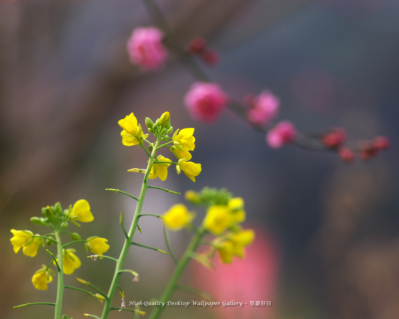 菜の花の壁紙／Wallpaper of Field Mustard (1280×1024)