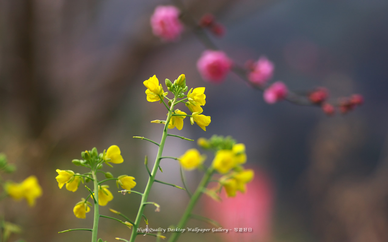 菜の花の壁紙／Wallpaper of Field Mustard (1280×800)