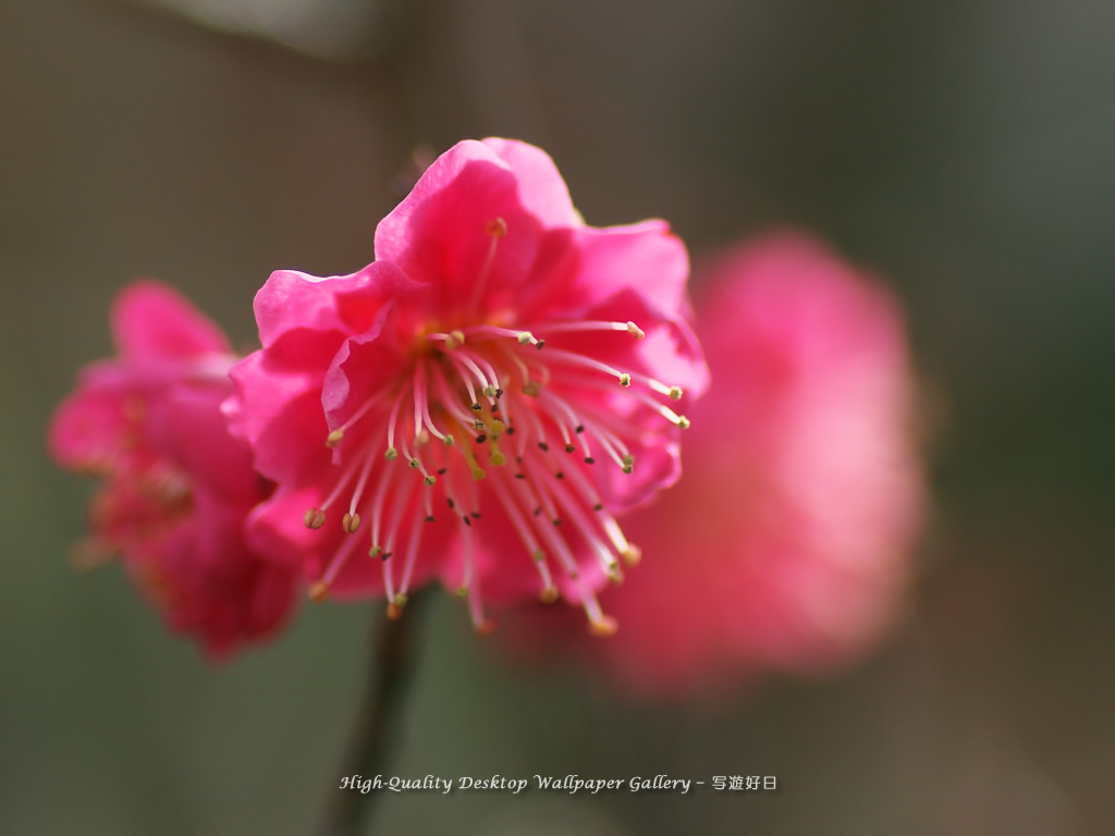 「紅梅」の壁紙/Wallpaper of Ume Apricot (1024×768)