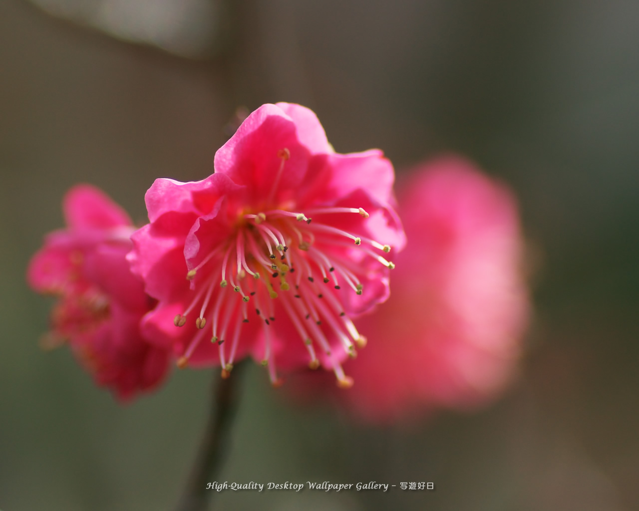 紅梅の壁紙/Wallpaper of Ume Apricot (1280×1024)