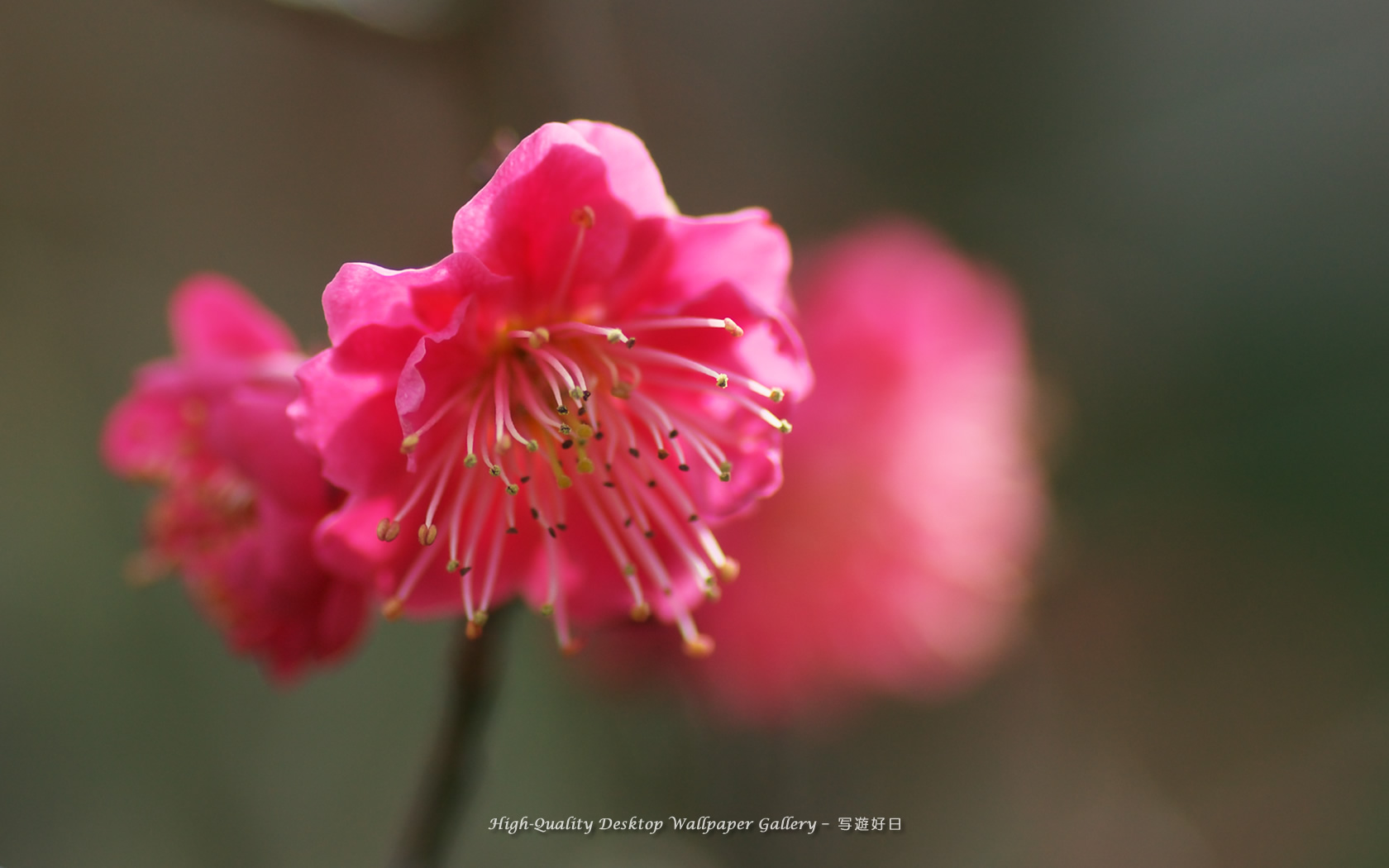 紅梅の壁紙/Wallpaper of Ume Apricot (1680×1050)