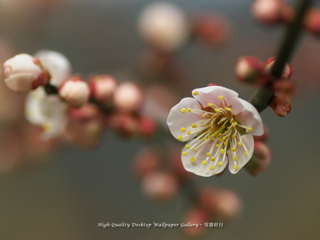 「白梅」の壁紙/Wallpaper of Ume Apricot (1024×768)