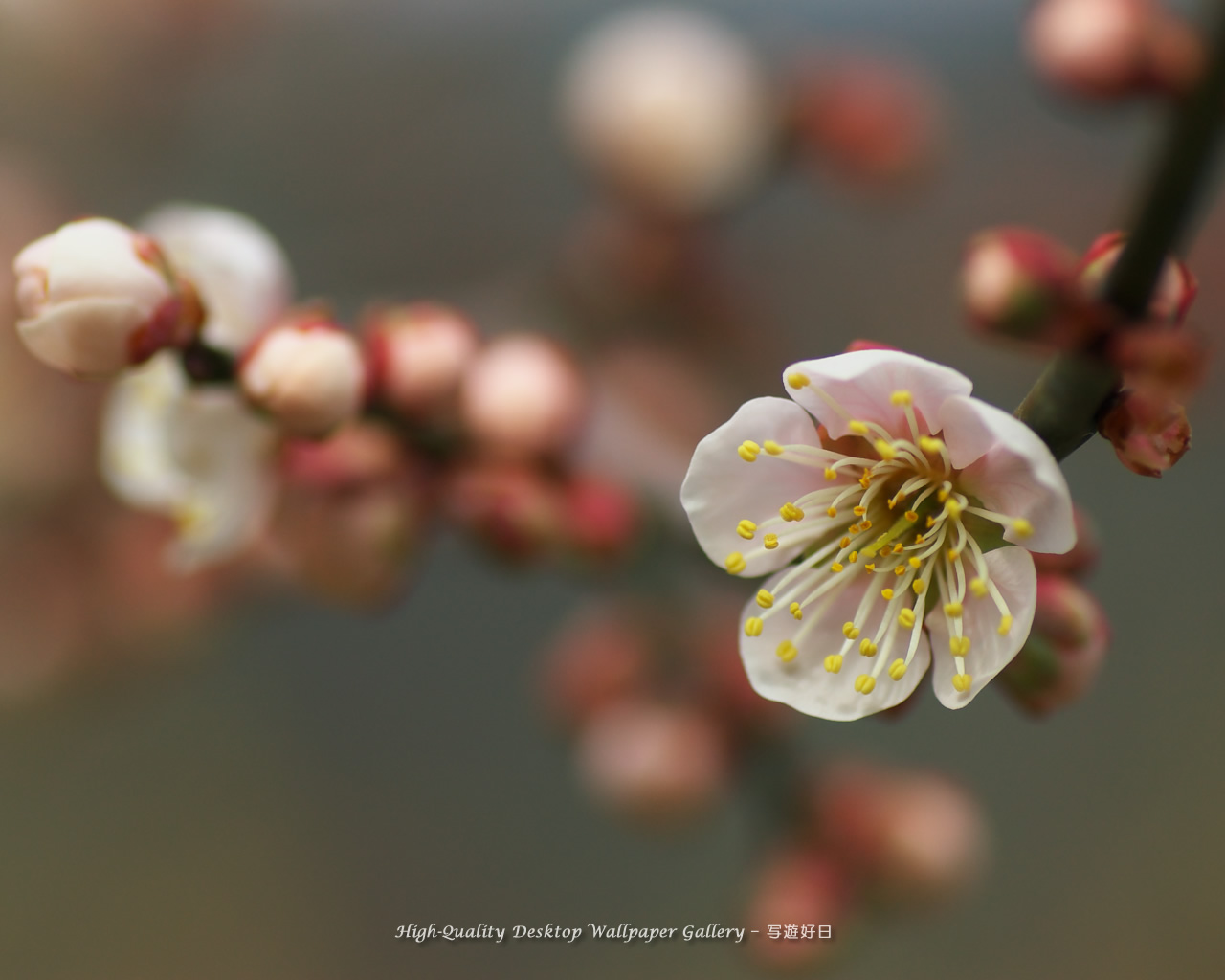 白梅の壁紙／Wallpaper of Ume Apricot (1280×1024)