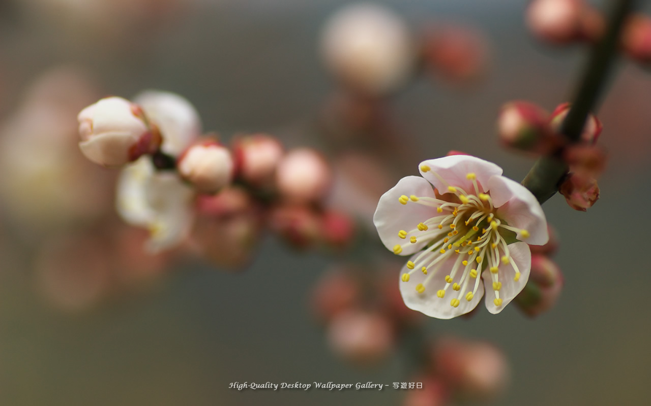 白梅の壁紙／Wallpaper of Ume Apricot (1280×800)