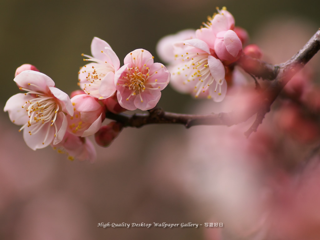 「白梅」の壁紙/Wallpaper of Ume Apricot (1024×768)