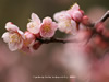 「白梅-02」の壁紙ダウンロード | Go to the download page of Japanese Apricot
