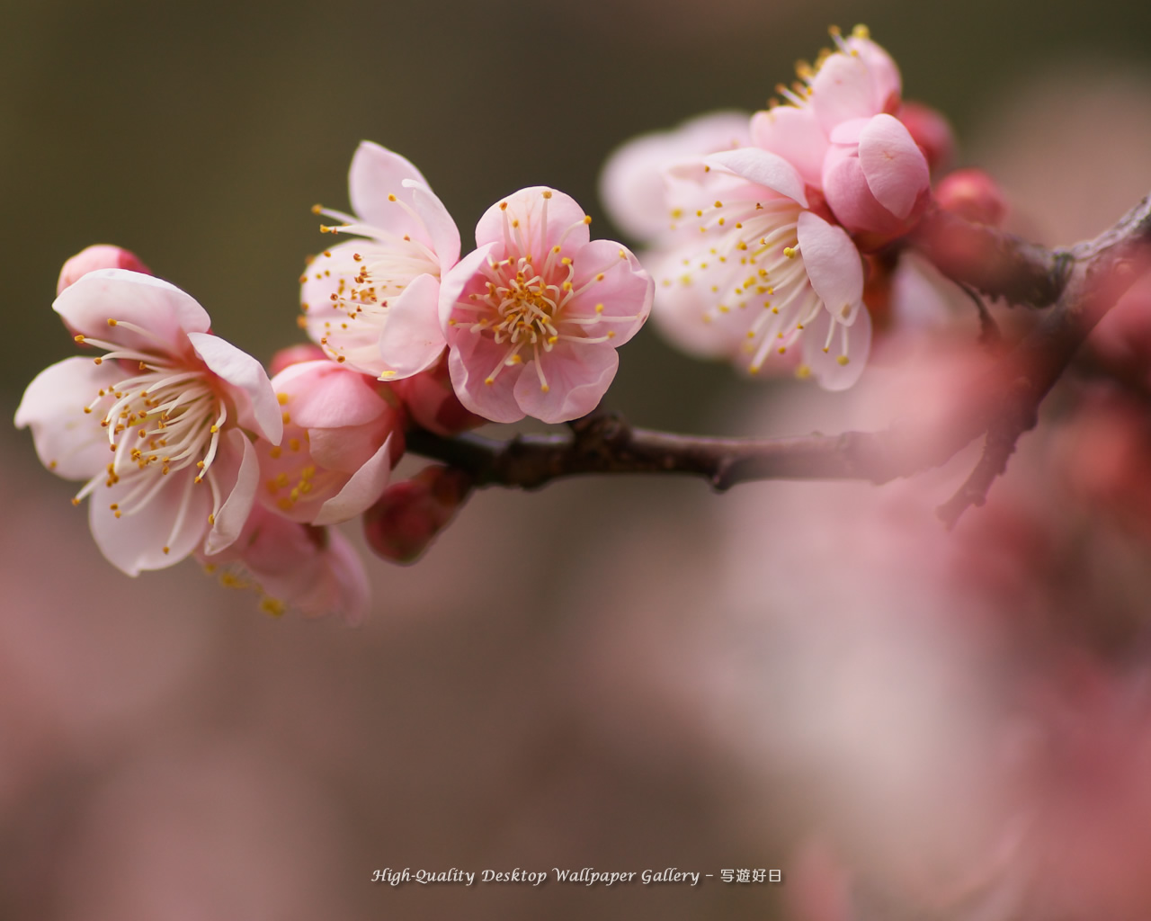 白梅の壁紙／Wallpaper of Ume Apricot (1280×1024)