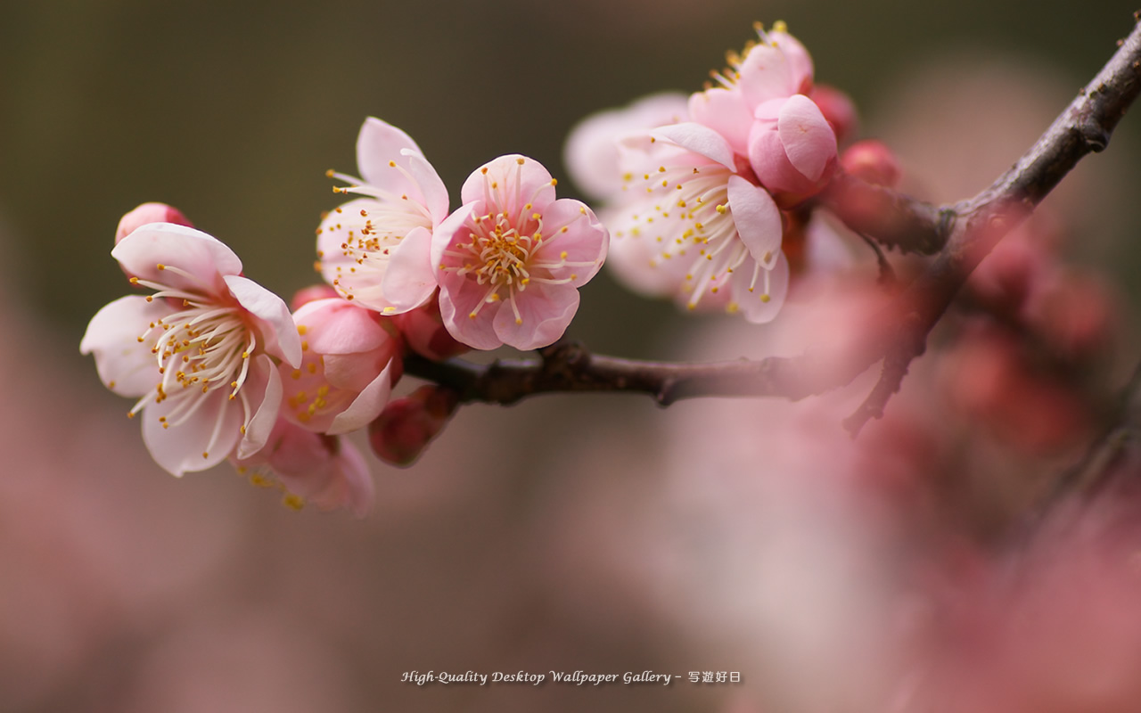 白梅の壁紙／Wallpaper of Ume Apricot (1280×800)