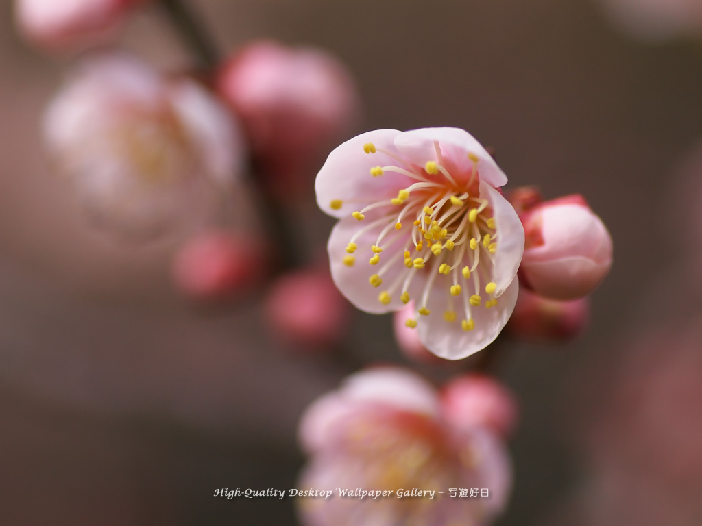 「白梅」の壁紙／Wallpaper of Ume Apricot (1024×768)