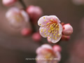 「白梅-03」の壁紙ダウンロード | Go to the download page of Japanese Apricot