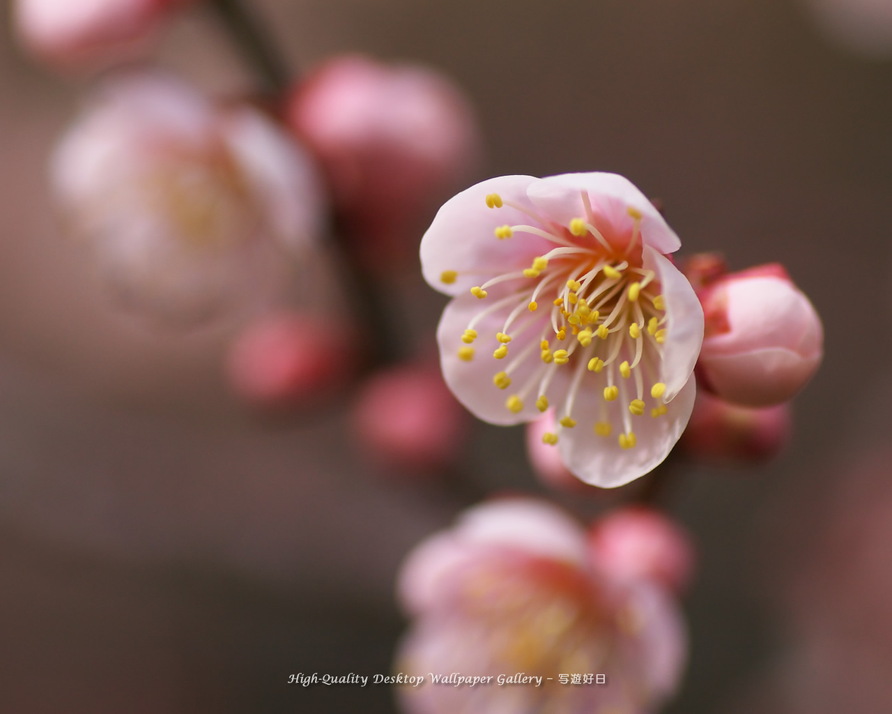 白梅の壁紙／Wallpaper of Ume Apricot (1280×1024)