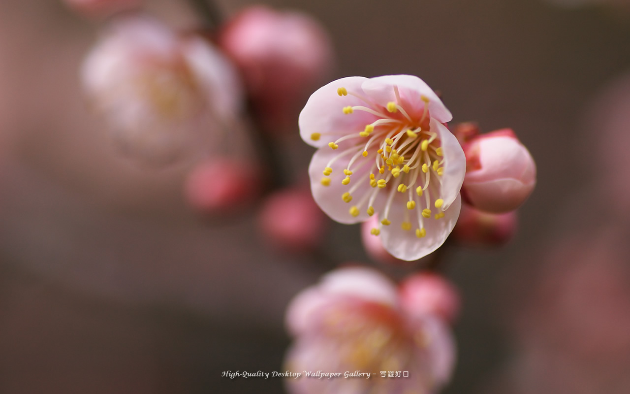 白梅の壁紙／Wallpaper of Ume Apricot (1280×800)