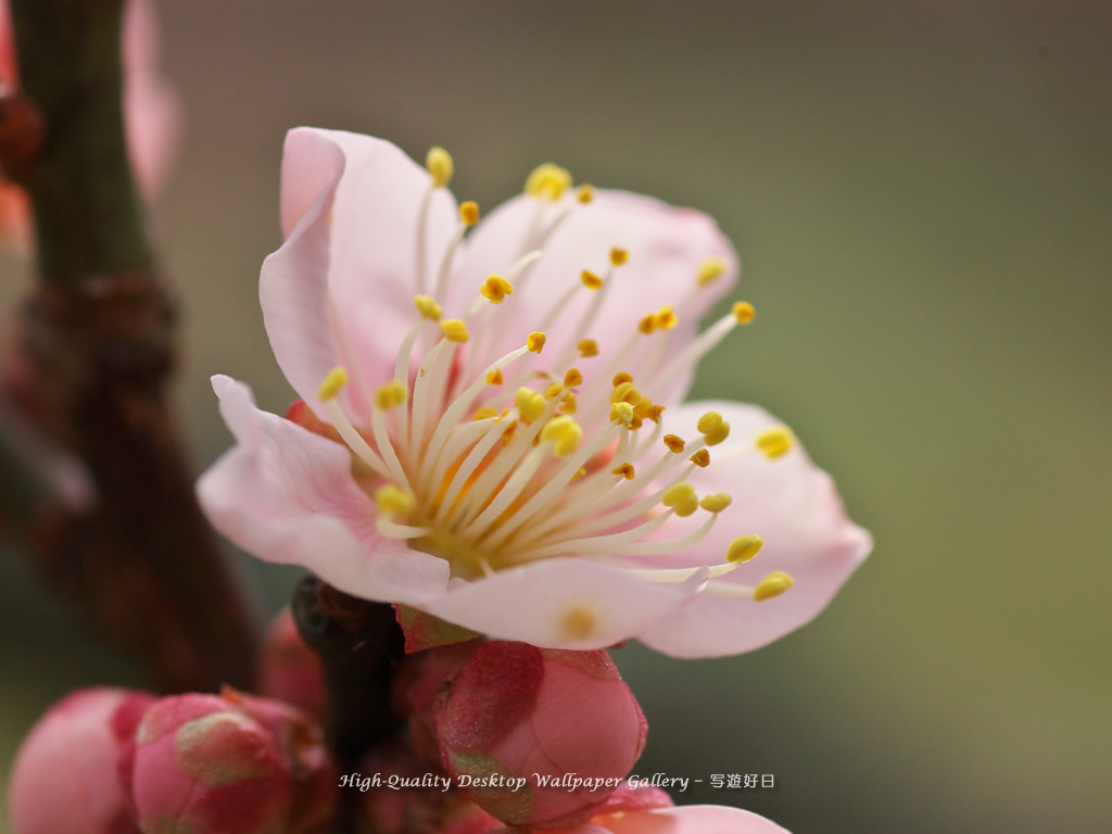 「白梅」の壁紙/Wallpaper of Ume Apricot (1024×768)